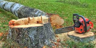 Best Emergency Tree Removal  in Gainesville, TX