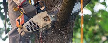 Gainesville, TX Tree Removal Company